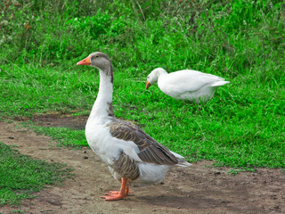 Two gooses