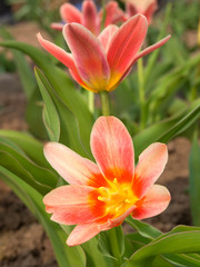 tulip