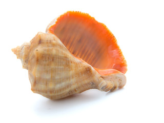 cockle-shell  isolated on white