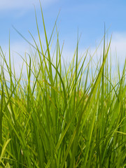 Green grass and the blue spring sky
