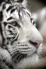 White Tiger Portrait Close Up