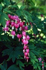 Garden plant "Bleeding Heart"