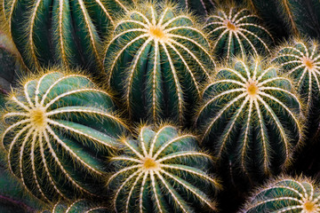 Fototapeta premium Cataceae