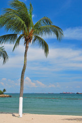 Tropical coconut tree overlooking the sea