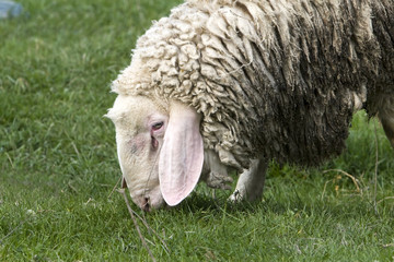 Closeup Of A Sheep.