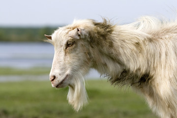 Goats Head