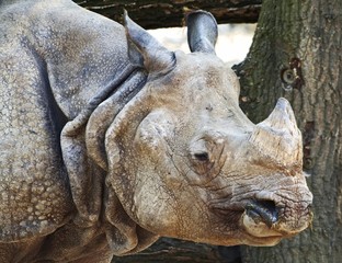 rhino portrait