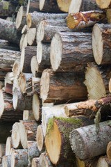Pile of logs