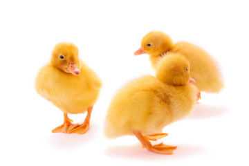 Three duckling isolated on white