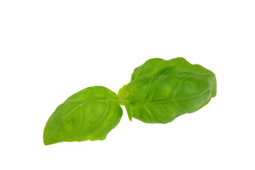 Basilikum - basil 14