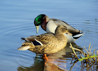 Ente - duck 09