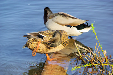 Ente - duck 11