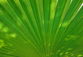 palm leaf