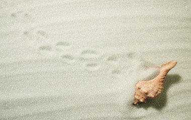 A sea shell in sand