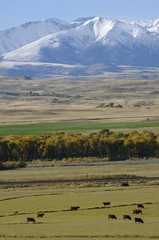 A scenic pasture