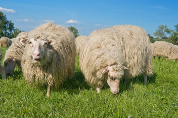 sheeps_03