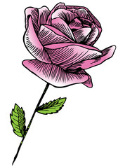 Rose Bloom Sketch