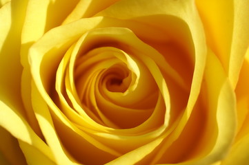 Fototapeta na wymiar Gelbe Rose