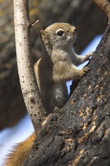 A small red squirrel
