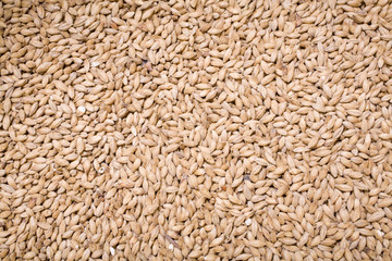 Pale Malt