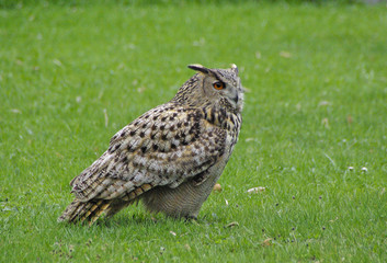 Ein Uhu auf der Pirsch