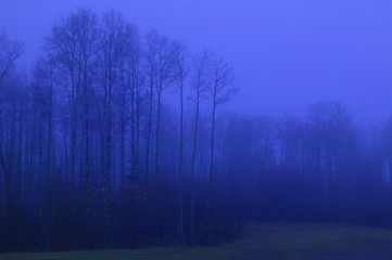 Fototapeta na wymiar Trees in fog