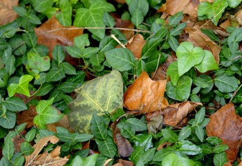Greenery and dried leaves together