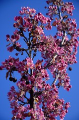 Purple flowers on tree