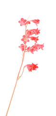 Heuchera sanguinea ("Coral bells"), flower spike