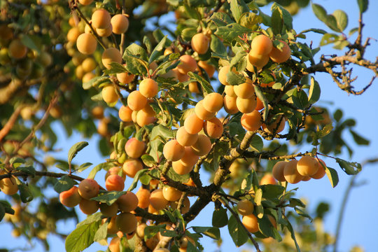 mirabelles-1