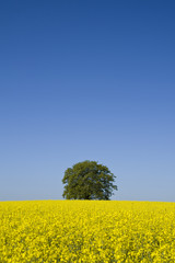 tree in canola field