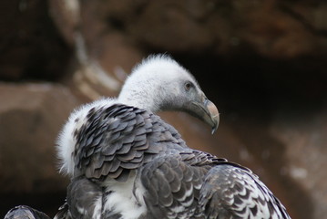 Ruppell's Griffon Vulture