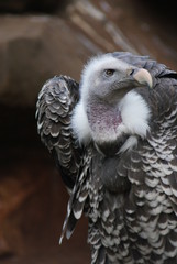 Ruppell's Griffon Vulture