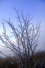 Frosty twigs