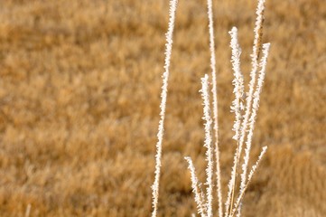 Obraz premium Closeup of frost