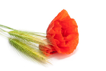 image d'un coquelicot sur un fond blanc, bouquet de fleurs