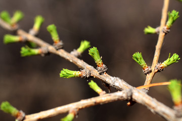 branch of larch with blooming buds
