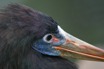 Woolly-necked Stork