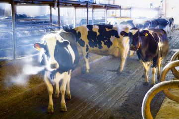 Dairy cows in a barn