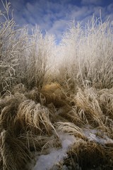 Closeup of frosty grass