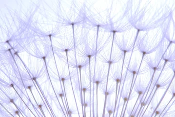 Photo sur Plexiglas Macro graines de pissenlit tendres
