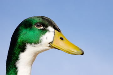 Duck  head portrait