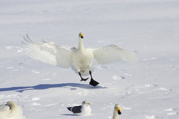 Whooper swan landing on the snow with other swans and gulls