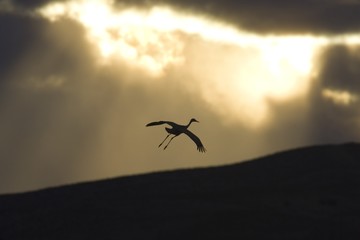 Fototapeta na wymiar Silhouette of flying sandhill crane against sunset