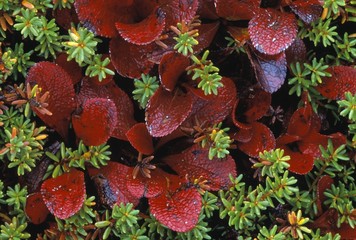 Close up of tundra foliage