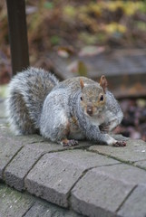 Grey Squirrel