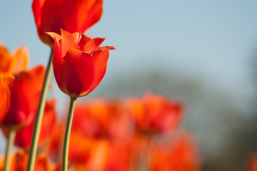 Obraz premium Red tulips