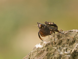 Mantis