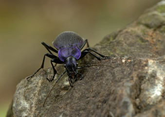 Carabus problematicus