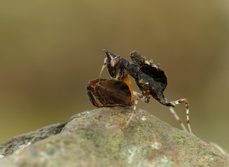 Braune Mantis